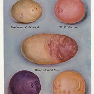 Vegetable Growers Guide: Potatoes (colour litho)