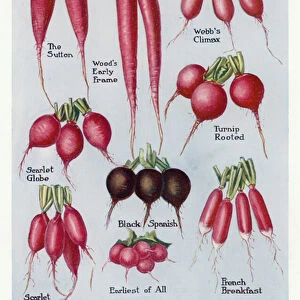 Vegetable Growers Guide: Radishes (colour litho)