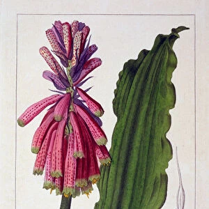 Veltheimia viridifolia, 1836 (hand-coloured engraving)