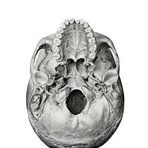 Ventral View of Human Skull, 1917 (lithograph)