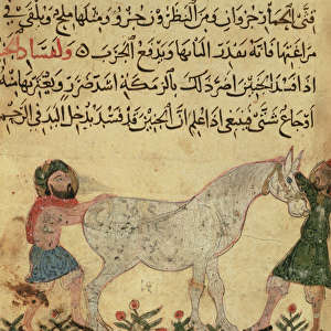 A veterinarian helping a mare to give birth, illustration from the Book of Farriery
