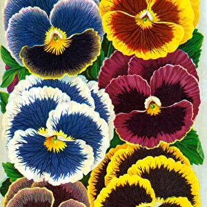 Victorian Pansy Blossoms, 1897 (chromolithograph)