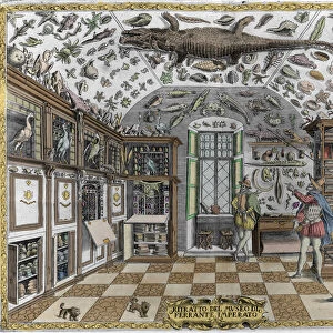 View of the museum (cabinet) of curiosities (encyclopedic museum