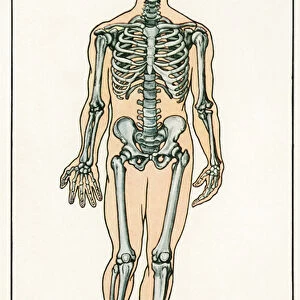 Vintage Anatomical Print of the Human Skeleton, 1912 (screen print)