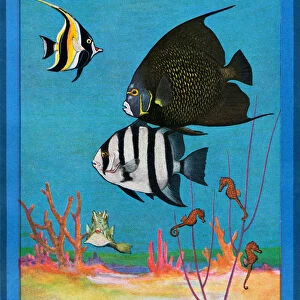Vintage Print of a Saltwater Aquarium with Tropical Fishes, 1922 (screen print)