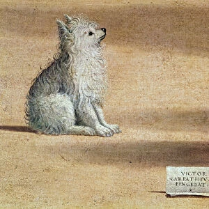 Vision of St. Augustine, detail of the dog, 1502-08 (oil on canvas)