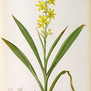 Wachendorfia Thyrsiflora, from Les Liliacees, c. 1805 (coloured engraving)
