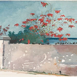 A Wall, Nassau, 1898 (w / c and graphite on paper)