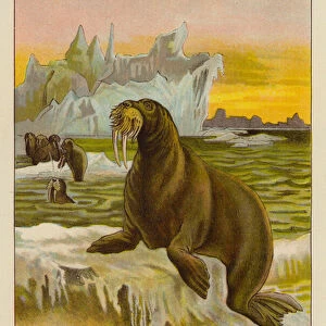 Walrus (colour litho)