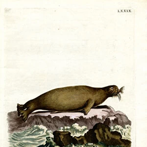 Walrus (coloured engraving)