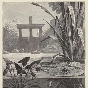 Water Spider and its Diving-bell (engraving)
