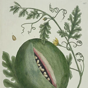 Watermelon, from A Curious Herbal, German edition