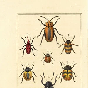 Beetles Framed Print Collection: Fungus Beetle