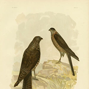 Accipitridae Collection: Collared Sparrowhawk