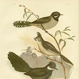 Passerines Collection: Whipbirds And Relatives