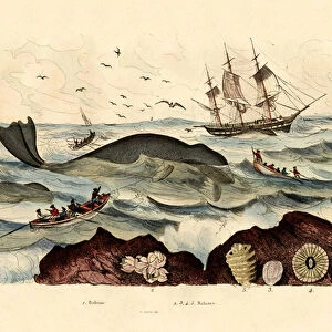 Whale, 1833-39 (coloured engraving)