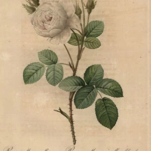 White cabbage rose, Rosa muscosa alba, 1817 (engraving)