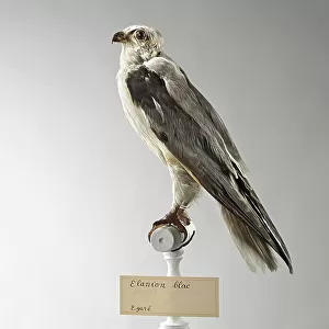 Accipitridae Collection: Black Winged Kite