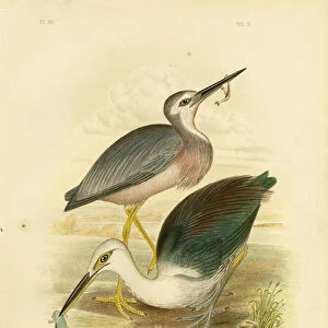 White-Faced Heron, 1891 (colour litho)