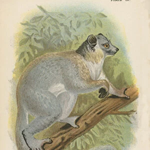Lepilemuridae Glass Frame Collection: White-footed Sportive Lemur