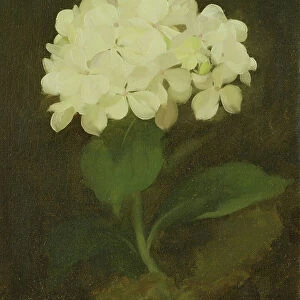 White Hydrangea (oil on canvas)