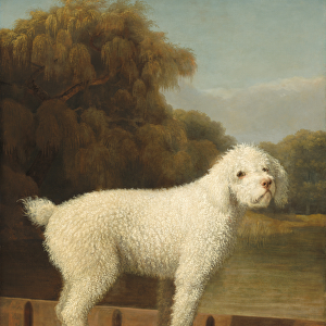 White Poodle in a Punt, c. 1780 (oil on canvas)
