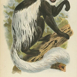 The White-Tailed Guereza (colour litho)