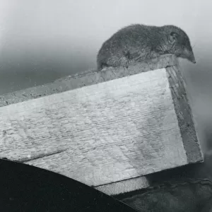 Soricidae Photographic Print Collection: Even-toothed Shrew