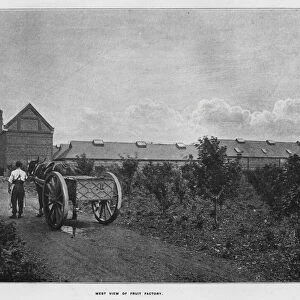 Whiteleys Farms: West view of fruit factory (b / w photo)
