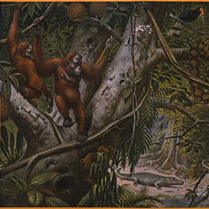 Wild animals of the rain forest (colour litho)