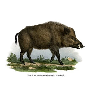 Wild Boar, 1860 (colour litho)