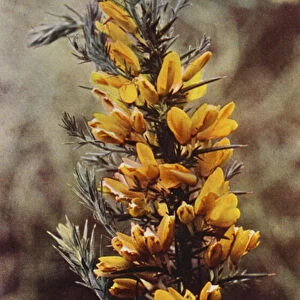Wild flowers: Gorse (colour photo)