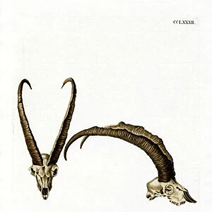 Wild Goat Horns (coloured engraving)