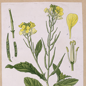 Wild Mustard (Sinapis Arvensis) (coloured engraving)