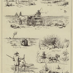 Wild Turkey Shooting in New South Wales (engraving)