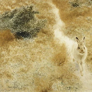 A Winter-Hare in a Landscape, 1909 (oil on canvas)
