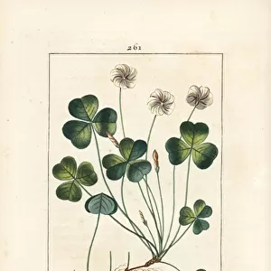 Wood sorrel, Oxalide (oxalis) des bois - Wood sorrel, Oxalis acetosella, with flower, leaf, stalk, seed and root. Handcoloured stipple copperplate engraving by Lambert Junior from a drawing by Pierre Jean-Francois Turpin from Chaumeton