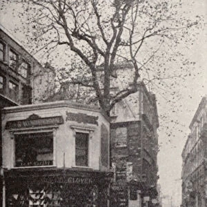 The Wood Street plane tree, Cheapside, London (b / w photo)