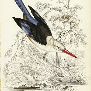 Kingfishers Collection: Woodland Kingfisher