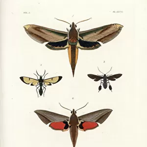 Butterfly Art Prints: Yam Hawk Moth