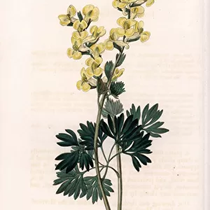 Yellow-flowered corydale variete - Engraved by S. Watts, from an illustration by Sarah Anne Drake (1803-1857), from the Botanical Register of Sydenham Edwards (1768-1819), England, 1833 - Large-bracted corydalis, Corydalis bracteata - Engraving by S