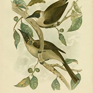 Yellow-Throated Friarbird Or Little Friarbird, 1891 (colour litho)