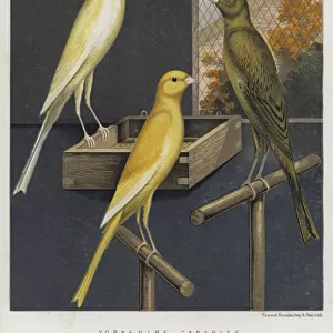 Yorkshire Canaries, Clear Buff, Green, Clear Yellow (colour litho)