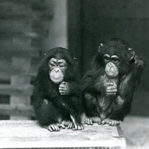 Two young Chimpanzees sitting on a wooden crate, London Zoo, 1924 (b / w photo)