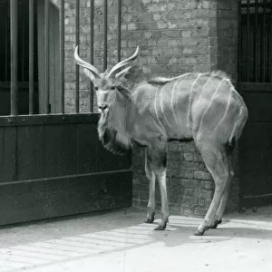 A young male Greater Kudu standing in his enclosure at London Zoo in 1929 (b / w photo)