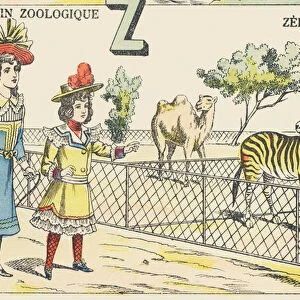 Z: zebra