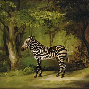 A Zebra, 1763 (oil on canvas)