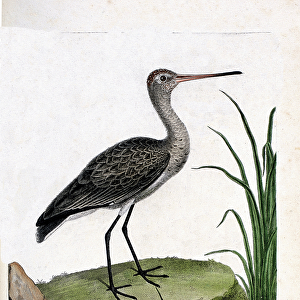 Zoological board (ornithology): the barge itself (black-tailed barge or limosa limosa)