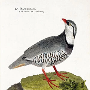 Zoological chart (ornithology): The bartavelle (partridge bartavelle or Alectoris graeca)