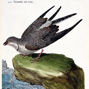 Zoological chart (ornithology): sea partridge (glareole a necklace or glareola pratincola